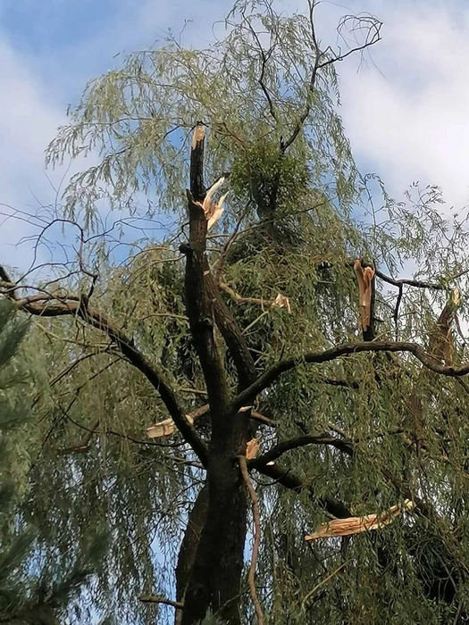 krošnja drevesa, poškodovana v neurju