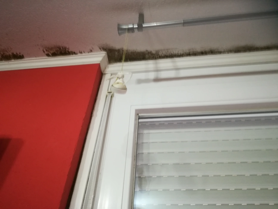 Mold on wall near window