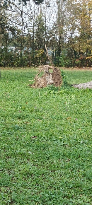 Padlo drevo na travniku